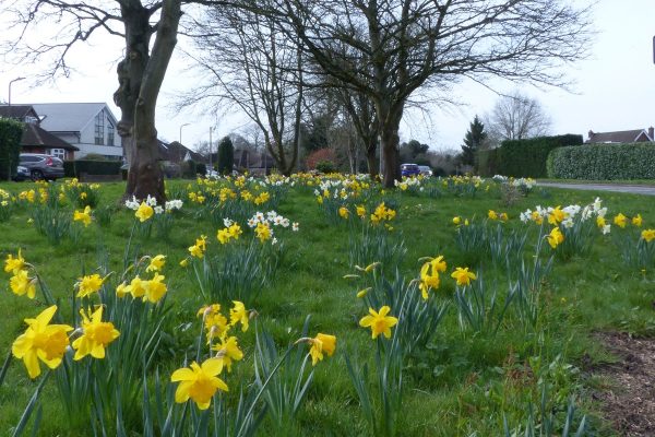 Amersham Way daffs 1